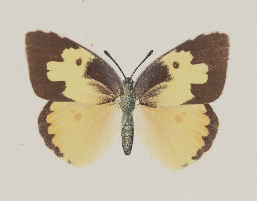 Meganostoma Caesonia, upper side
