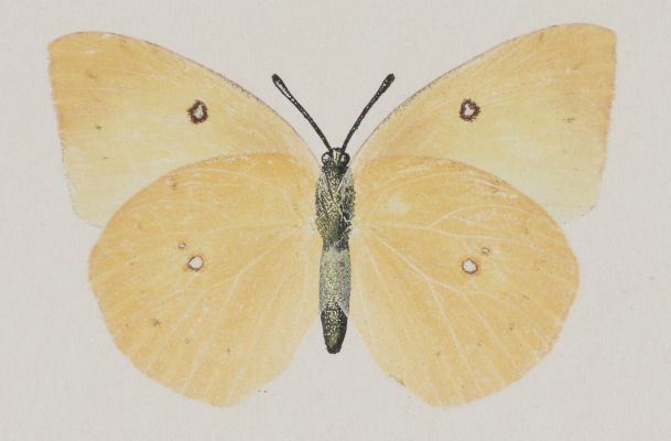 Meganostoma Caesonia, under side