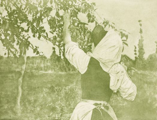 Apfelernte “Apple Harvest “