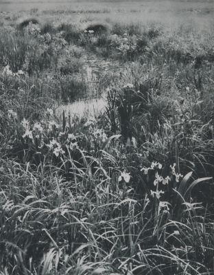 Lilies (Fleur-de-lis)