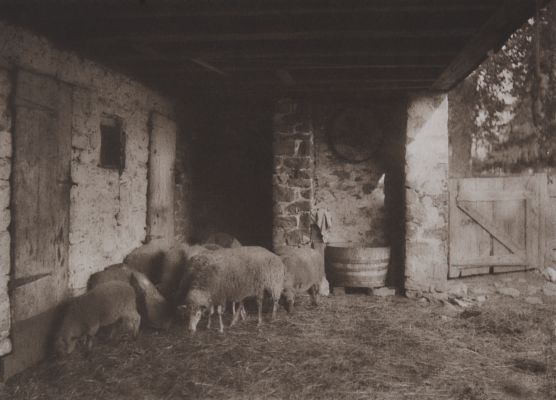 Im Schafstall