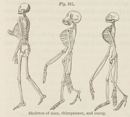 Fig. 281. Skeleton of man, chimpanzee, and orang.