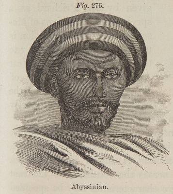 Fig. 276. Abyssinian