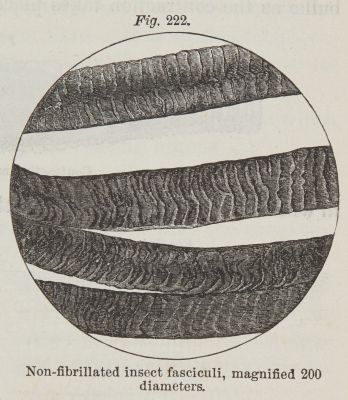 Fig. 222  Non-fibrillated Insect Fasciculi
