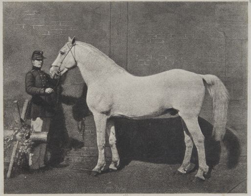 Oussatch, Trotteur,
