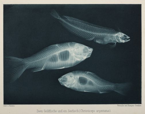 Zwei Goldfische und ein Seefischz (Christiceps argentatus)