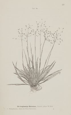 Taf. 26 Die langhaarige Hainsimse