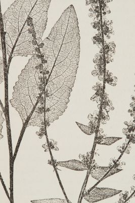 Taf. 110 Die orientalische Königskerze (detail)