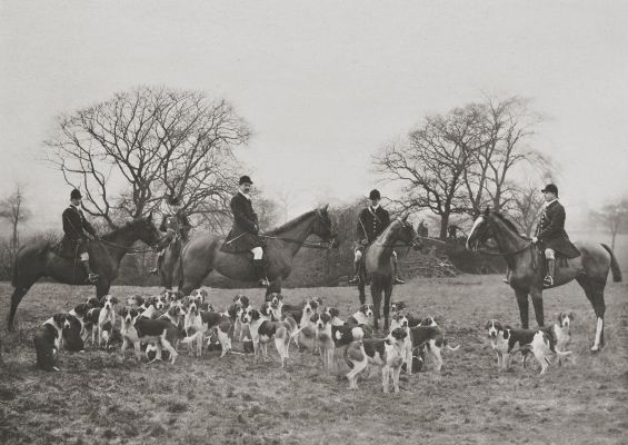 The Earl Fitzwilliam’s (The Grove) Hounds, 1908