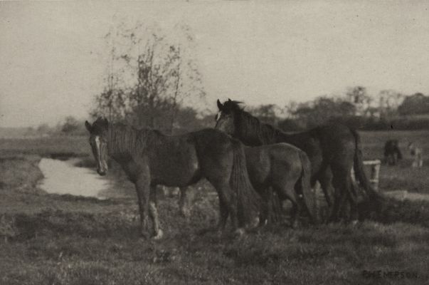 Colts on a Norfolk Marsh