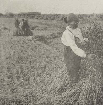Shocking Corn (Norfolk Marshes)