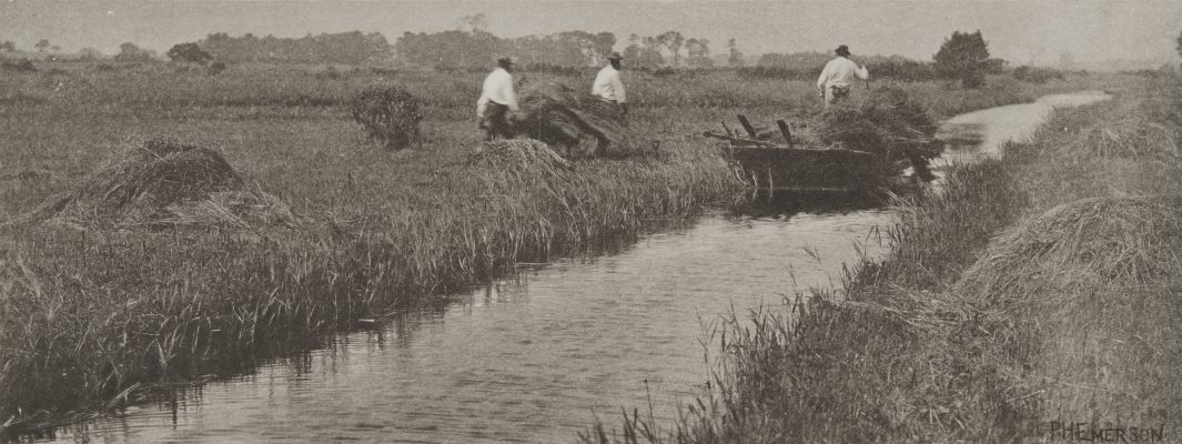 The Sedge Harvest
