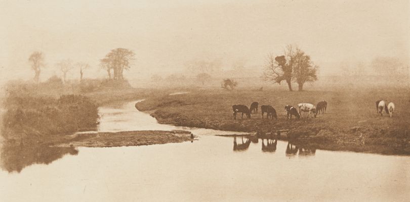 Sheep on the Marshes