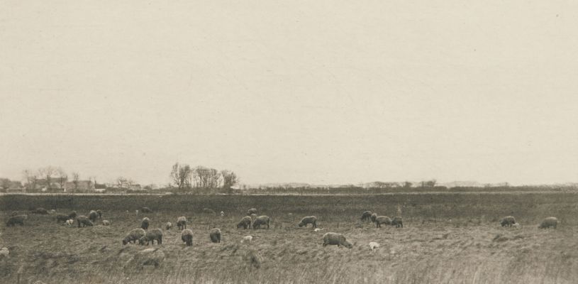 Marshes by the North Sea