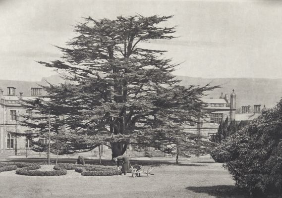 The Cedar Tree