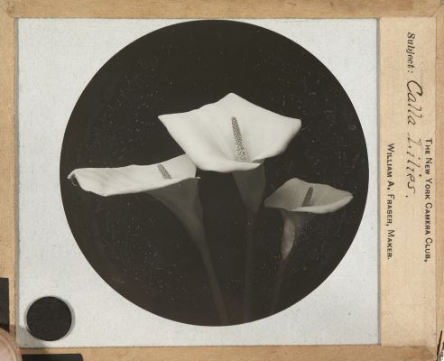 Calla Lilies