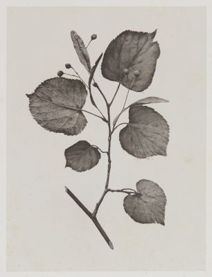 Tilacées – Tilia Parvifolia