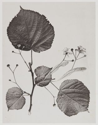 Tilacées – Tilia grandifolia