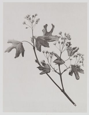 Acérinées – Acer campestre