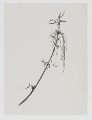 Acérinées – Aver negundo