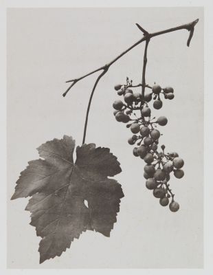 Ampélidées – Vitis vinifera