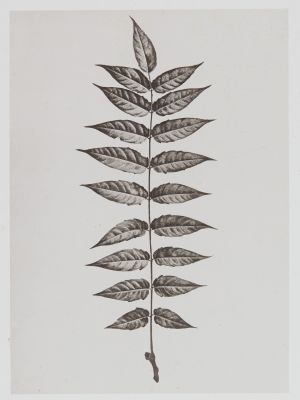 Térébinthacées – Ailantus glandulosa