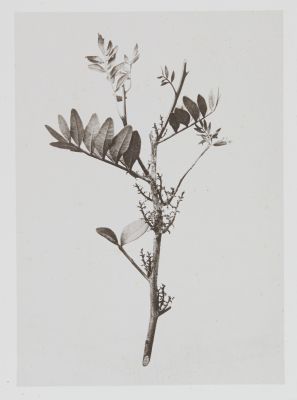 Térébinthacées – Pistacia Lentiscus