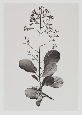 Térébinthacées – Rhus cotinus