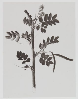 Papilionacées – Robinia Caragana