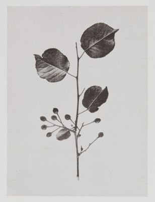 Amygdalées – Cerasus Mahaleb