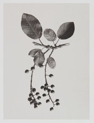 Amygdalées – Cerasus padus