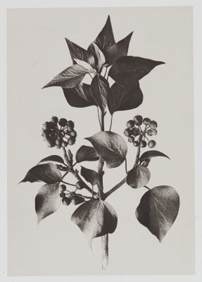 Hédéracées – Hedera Helix