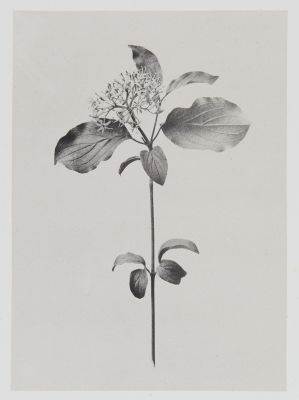 Cornées – Cornus Sanguinea