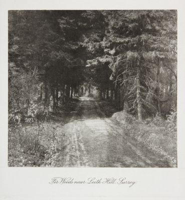 Fir Woods, near Leith Hill Surrey
