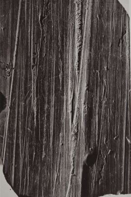 Pl. XX Striea on Limestone