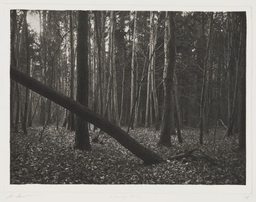 Leaning Tree, Saint Prex