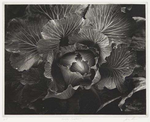 Hadley Cabbage