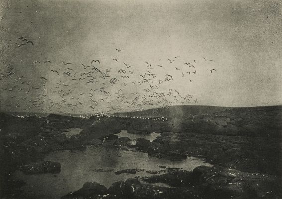 Gulls on St. George Island, Pribilof Group