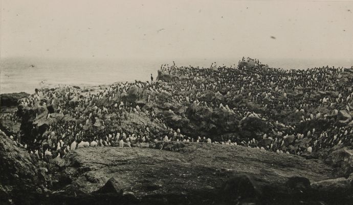 Murres, or “Arries,” on Walrus Island, Pribilof Group
