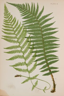 Plate 3