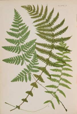 Plate 11