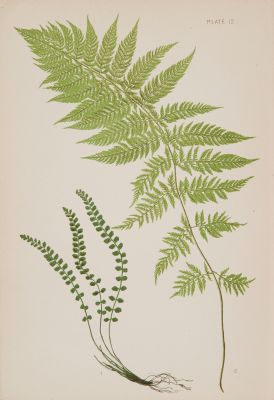 Plate 12