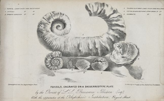 Fossils, Engraved on a Daguererotype Plate
