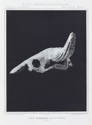 Tête d’aurochs (vue de profil)