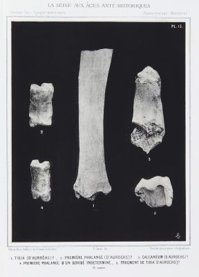Tibia (d’aurochs) ? …
