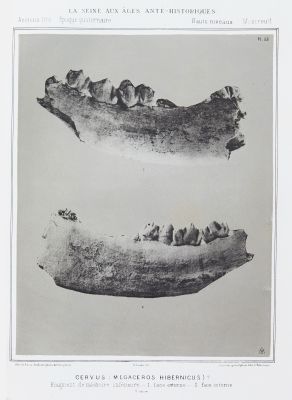 Cervus (Megaceros hibernicus)