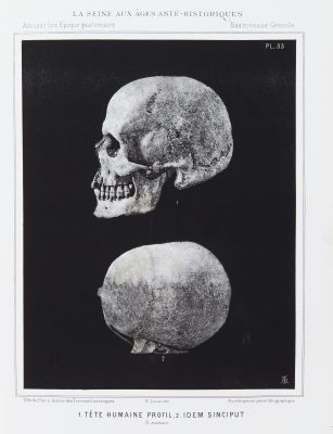 1. Tête humaine profil, 2. Idem Sinciput