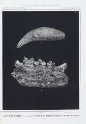 1. Canine de felis spelæa, 2. Fragment de machoire inférieure de felis spelæa