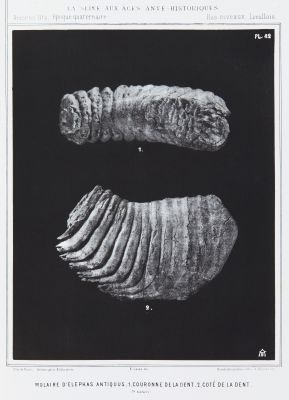 Molaire d’elephas antiquus, 1. Couronne de la dent, 2. Coté de la dent