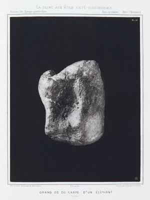 Grand os du carpe d’un éléphant